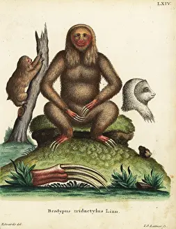 Tridactylus: Pale-throated three-toed sloth, Bradypus tridactylus