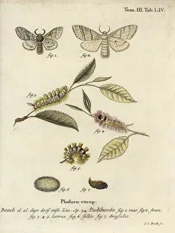Esper: Pale tussock, Calliteara pudibunda