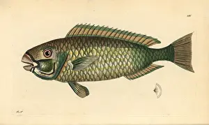 Parrotfish: Palecheek parrotfish, Chlorurus japanensis