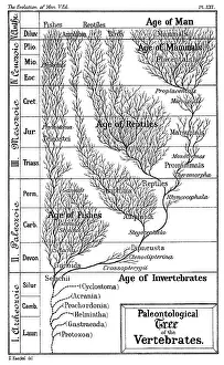 Paleontological: Paleontological tree of vertebrates. From Ernst