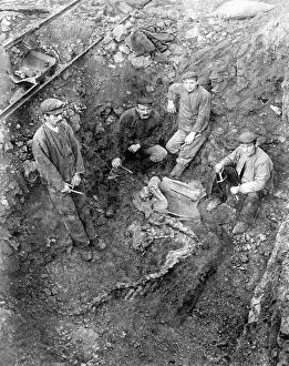 Dino: Paleontologists dig out a dinosaur skeleton, 1912