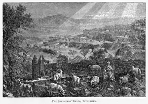 Flocks: PALESTINE BETHLEHEM