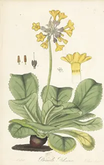 William Blackwood: Palinurian primrose, Primula palinuri. Endangered