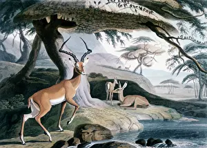 Melampus: The Pallah, 1831