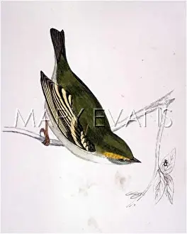 Regulus: PALLAS'S WILLOW WARBLER