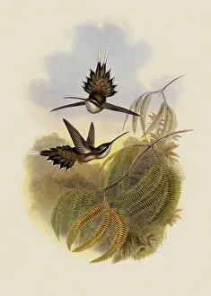 Hermit: Pallid Hermit, PhaEothornis Anthophilus