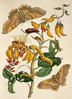 Metamorphosis: Palliseden bonn