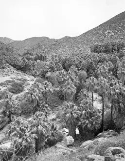 Caliente: PALM CANYON