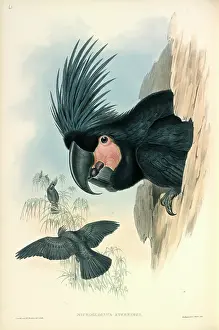 Cockatoo: Palm Cockatoo