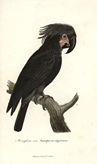 Probosciger: Palm cockatoo, Probosciger aterrimus