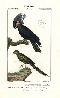 Batelli: Palm cockatoo, Probosciger aterrimus, and eastern