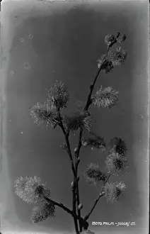 Delicate: Palm Flowering Branch