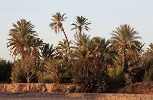 Ouarzazate: Palm grove, Skoura oasis, Morocco