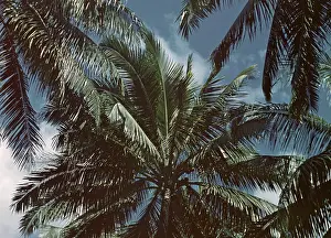 Fishtail: Palm patterns - Rangoon