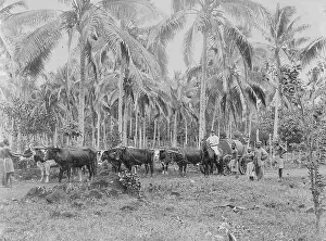 Samoa: Palm plantation in Samoa, 1903