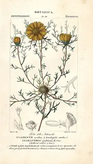 Batelli: Palm Springs daisy, Cladanthus arabicus