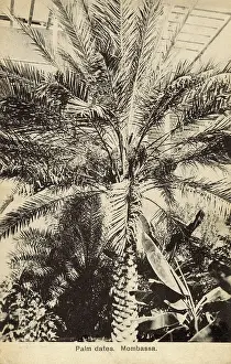 Fronds: Palm Tree - Dates - Mombassa, Kenya