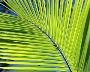 Pet001: Palm Tree Frond Close-Up