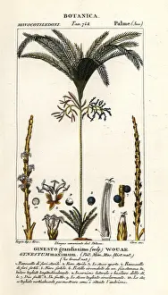 Scienze: Palm tree, Geonoma maxima