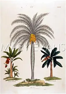 Plantain: PALM TREE & PLANTAIN
