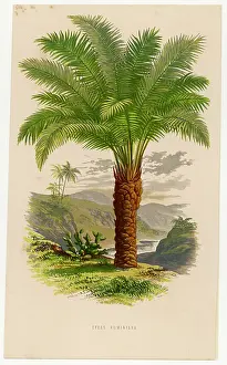Terrarium: PALM TREE SAGO 19C