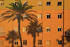 Andalucian: Palm tree shadows, Cadiz, Andalusia, Spain