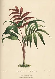 Kings Road: Palm tree, Welfia regia