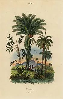 Dactylifera: Palm trees