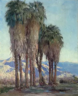 Cycad: Palm Trees