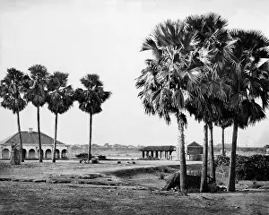 Benares: Palm trees, Benares (Varanasi), Uttar Pradesh, India