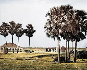 Pradesh: Palm trees, Benares (Varanasi), Uttar Pradesh, India