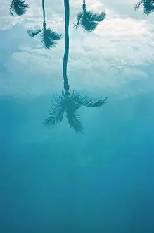 Frissell: palm trees - blue - reflections - nature