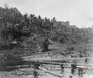 Arecaceae: Palm trees. Fiji