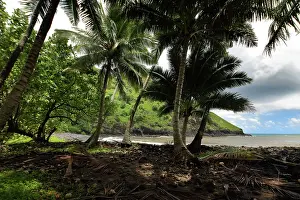 Marquises: Palm trees, North coast, Hiva Oa, Marquesas Islands