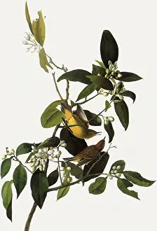 Warbler: Palm Warbler, Dendroica palmarum