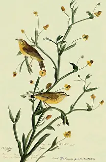 Warbler: Palm Warbler, Dendroica palmarum