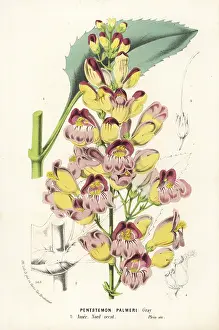 Penstemon: Palmer's penstemon, Penstemon palmeri