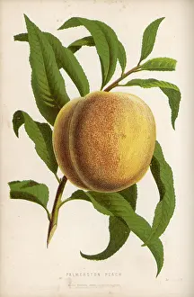 Palmerston: PALMERSTON PEACH
