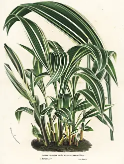 Panicum: Palmgrass, Setaria palmifolia