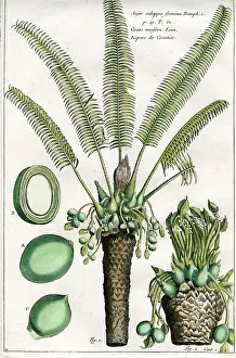 Palms