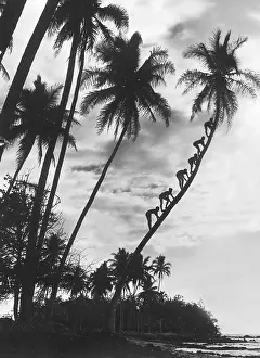 Coco: Palms on Hawaii, 1930s