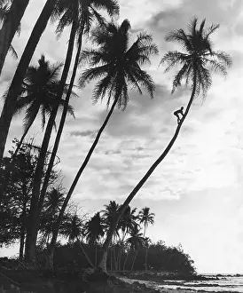 Climbs: Palms on Hawaii, 1930s