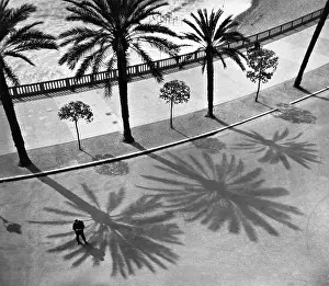 Etats: Palms on the Quai des Etats Unis in Nice, 1932
