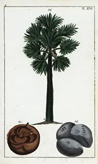 Gottlieb Tobias Wilhelm: Palmyra palm, Borassus flabellifer