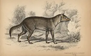 Pampas: Pampas or Azara's fox, Lycalopex gymnocercus