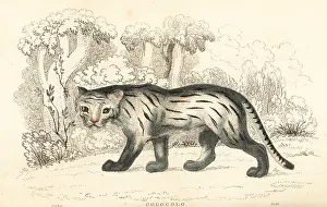 William Rhind: Pampas cat or pantanal, Leopardus colocola