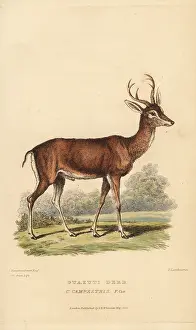 Ruminantia: Pampas deer, Ozotoceros bezoarticus