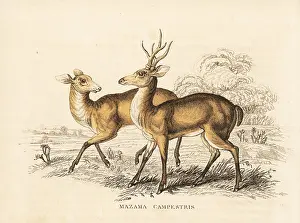 Bildersaal: Pampas deer, Ozotoceros bezoarticus