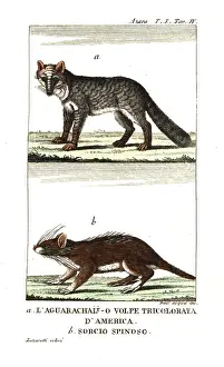 Viaggi: Pampas fox and