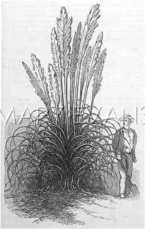 Pampas: PAMPAS GRASS
